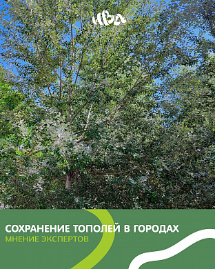  Ивановские экоактивисты выступили против вырубки тополей в городе